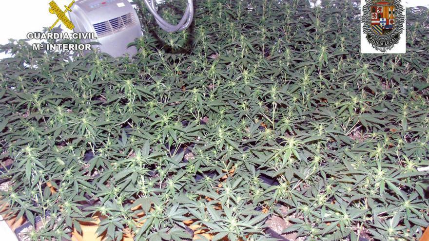 Cae en Abanilla un grupo criminal de jóvenes dedicado al cultivo y distribución de drogas