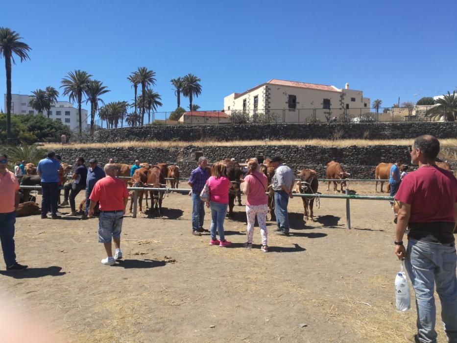 Celebración de San Juan en Telde