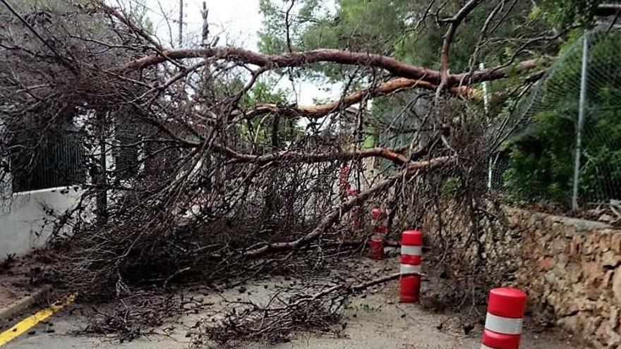 Los bomberos abren una calle de les Rotes bloqueada al desplomarse un pino