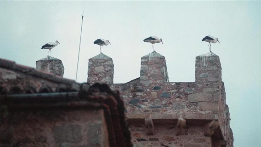 La torre de las Cigüeñas, la única no desmochada de Cáceres, se abre al público