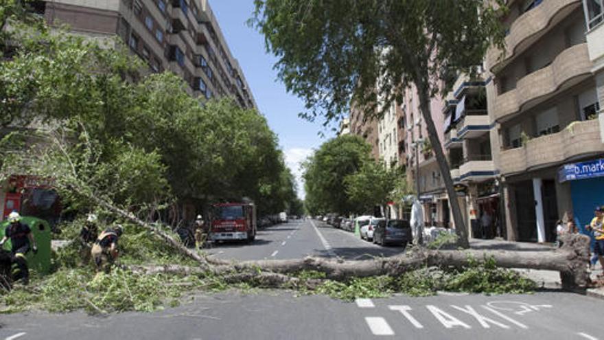 Valencia reduce a la mitad la caída de árboles y palmeras respecto a 2015