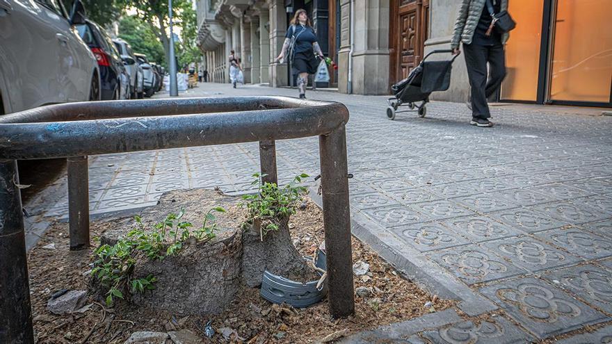 Un ‘boom’ de comandes després de la sequera dificulta la reposició d’arbres a l’àrea de Barcelona
