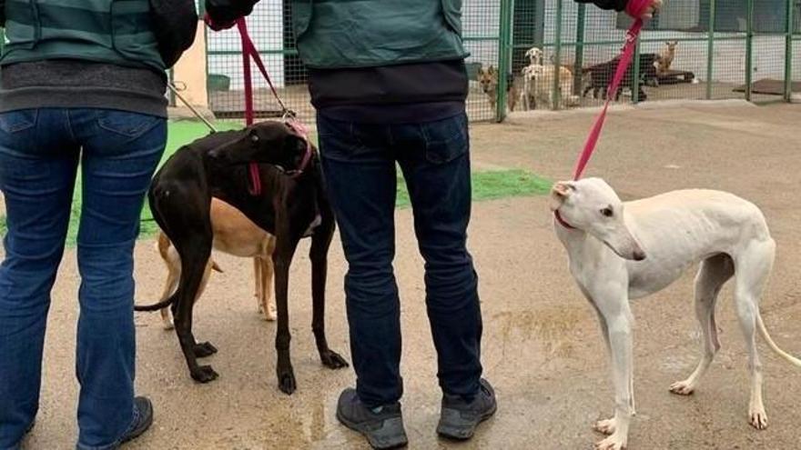 Tres detenidos por robar perros de caza en Plasenzuela y El Batán