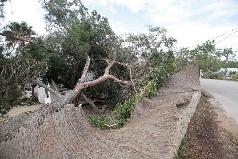 El viento entró por ses Variades y se cebó sobre todo en las zonas de Cala Gració y Can Coix hasta disiparse ya cerca de Santa Agnès