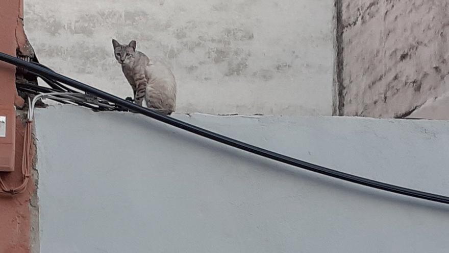 Calixto, uno de los gatos encontrados con perdigones en su cuerpo.