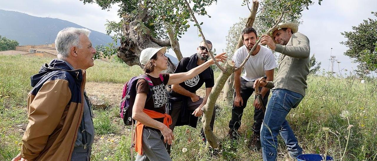 En aquest creixent es poden fer empelts a diversos arbres.