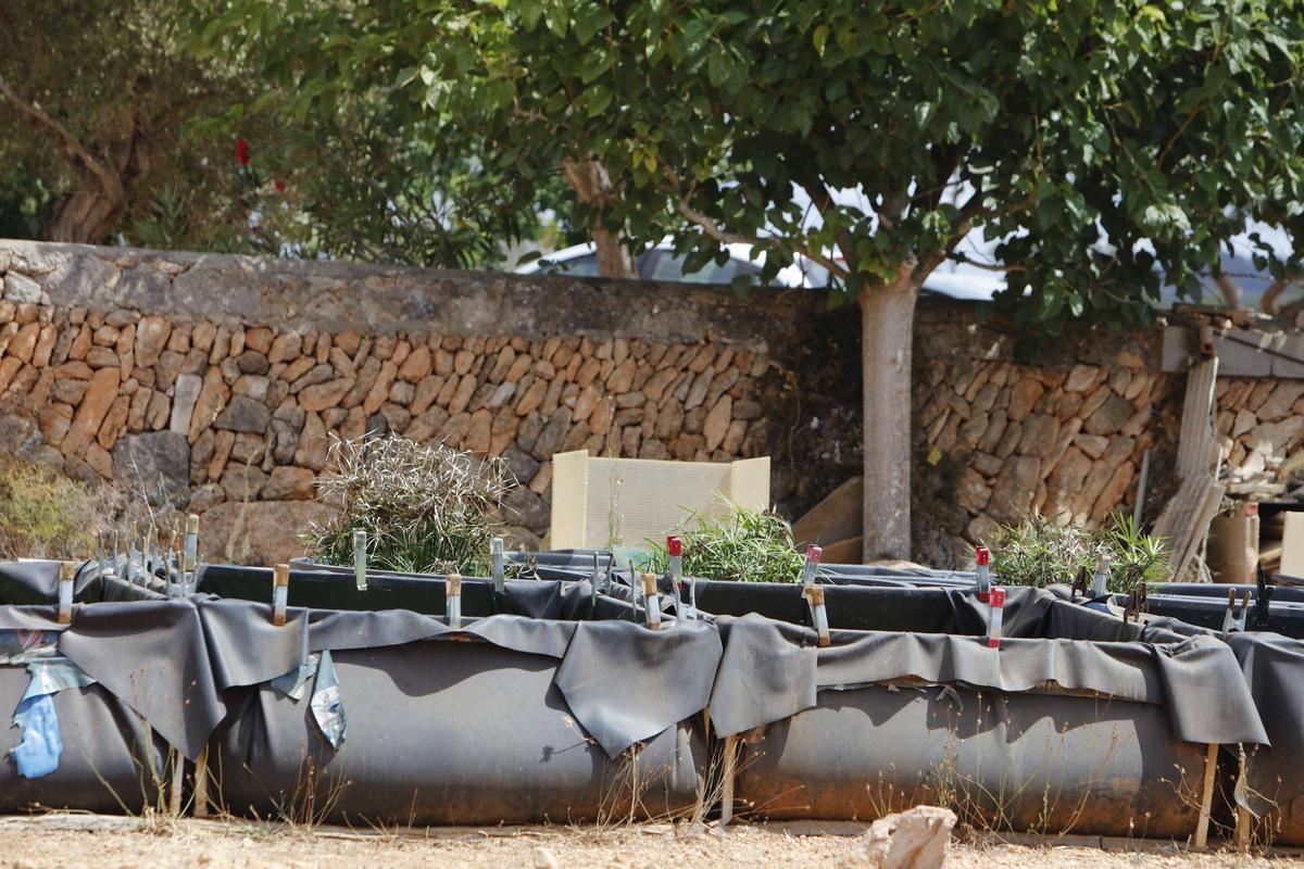 Piscinas de plástico donde se hallaban las tortugas en la finca de Llucmajor.
