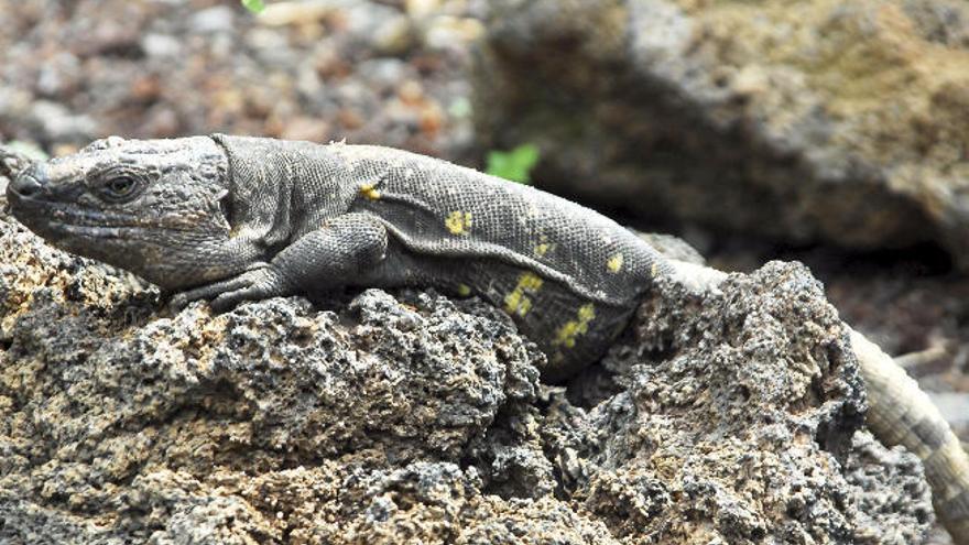 La extinción del lagarto gigante hace peligrar la flora autóctona de las Islas