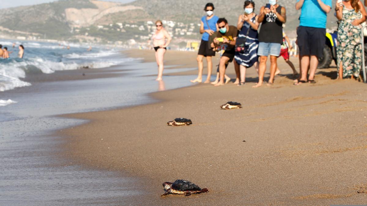 2020, liberación tortugas bobas nacidas en la en la playa de Castelldefels en octubre de 2019.