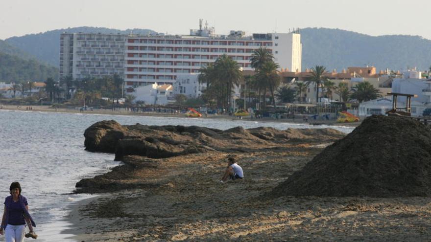 Imagen de archivo del amontonamiento de posidonia para su retirada en Platja d&#039;en Bossa.