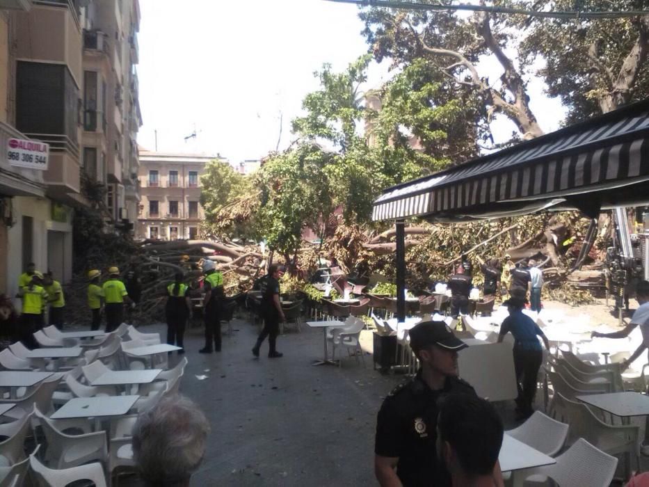 Cae parte del ficus de Santo Domingo en Murcia