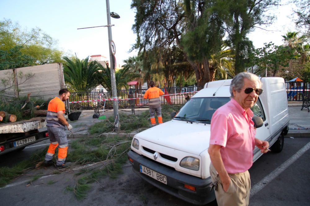 Cinco personas resultan heridas por la caída de la rama de un árbol en Elda