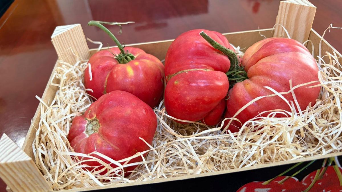 Foto de la variedad de tomates recuperada.