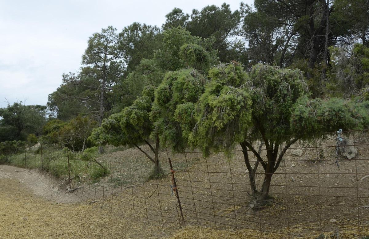 La zona on es va produir el primer atac del ramat de Puigpelat