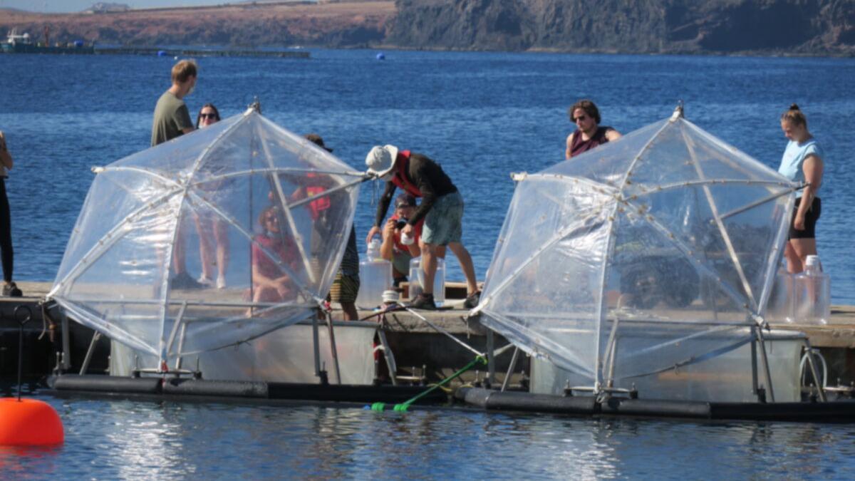 Canarias, sede un experimento para acelerar la captación de CO2 por el mar
