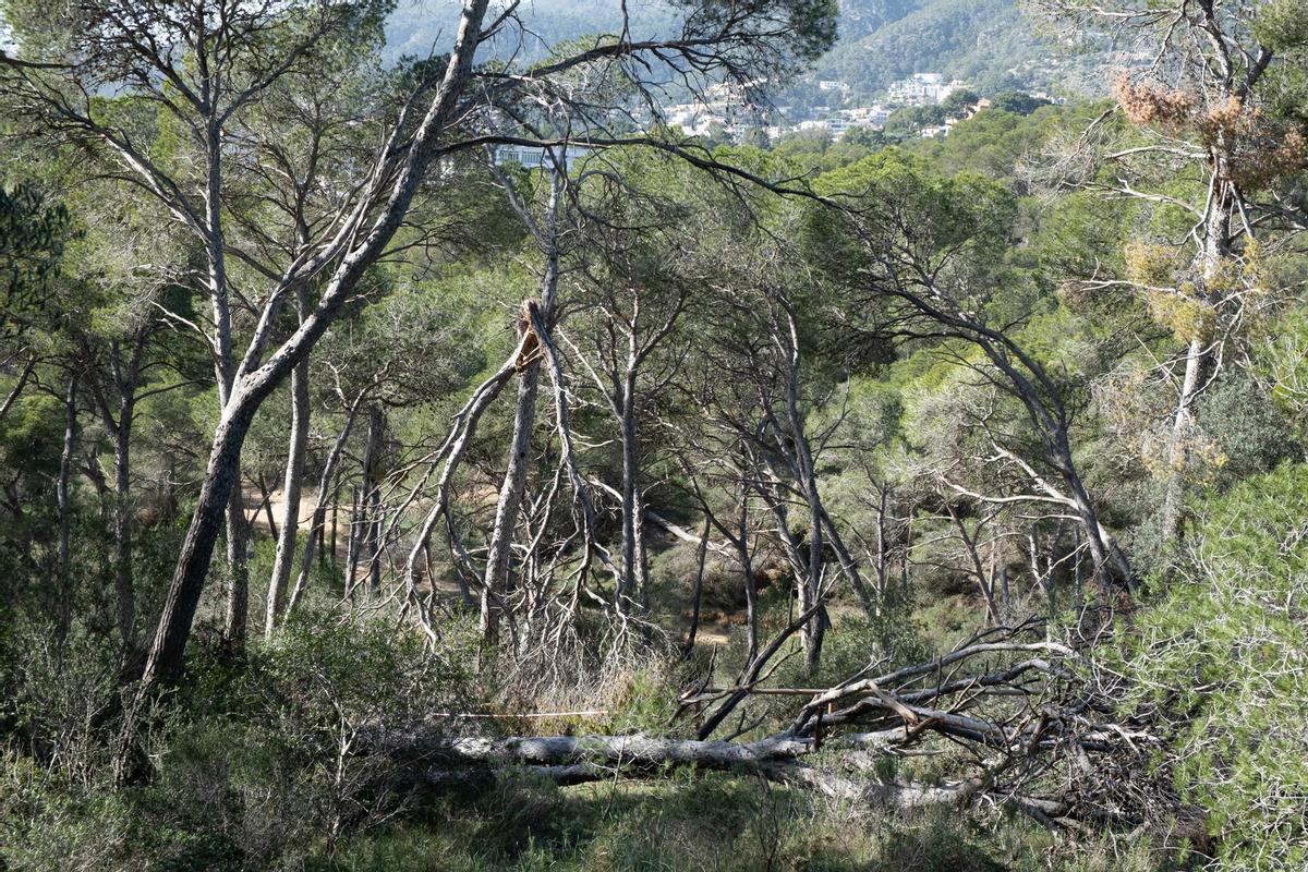 Los vendavales han causado estregos desde el pasado mes de octubre en la zona oeste del bosque de Bellver