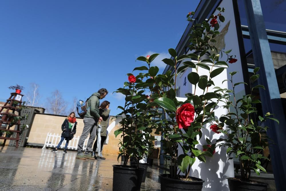 Camelias en el Botánico