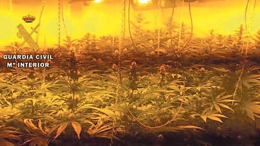 La Guardia Civil interviene 340 plantas de marihuana en Llucmajor y Sóller