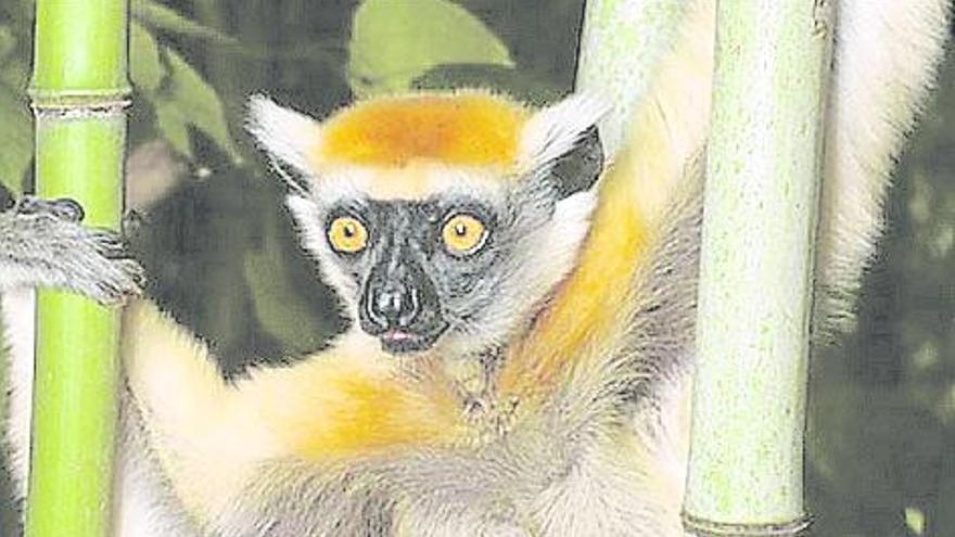 El sifaka de Tattersall