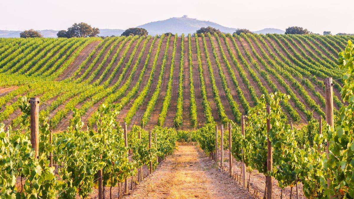 Viñedo en el Alentejo, Portugal