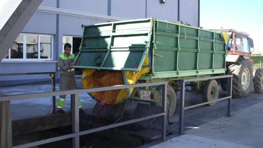 Un operario de una bodega de Toro supervisa la entrega de uva en las instalaciones. Foto