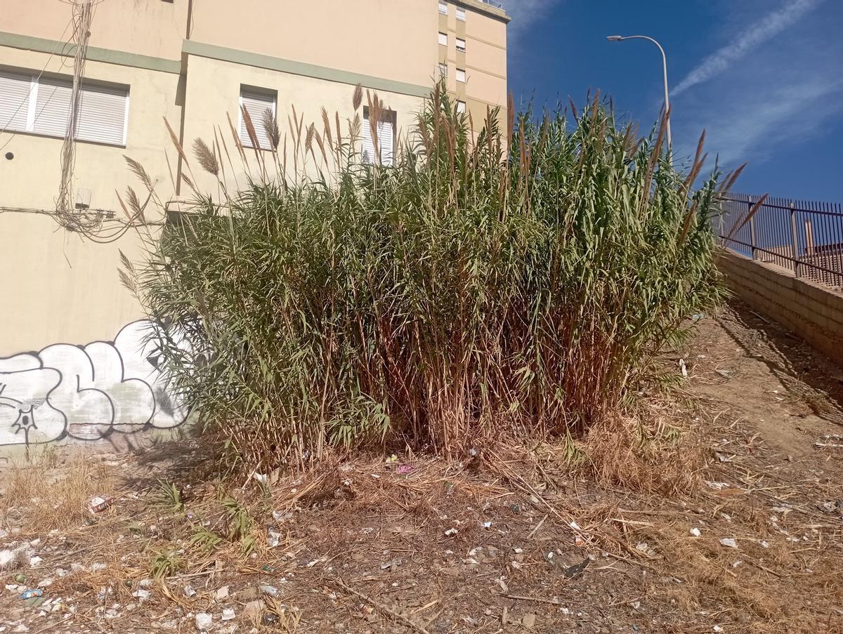 Las cañas, al pie del bloque.