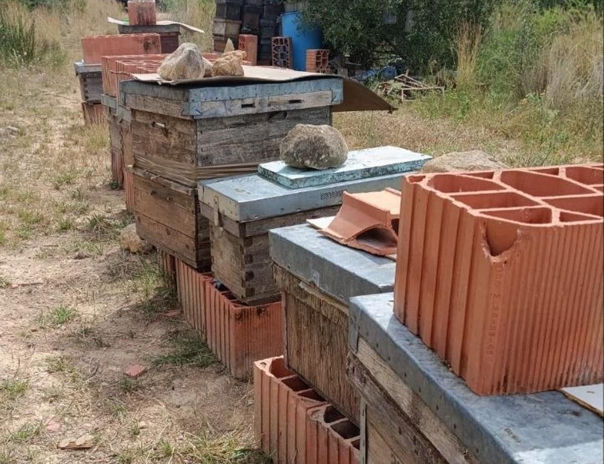 Imágenes de colmenas de abejas recuperadas por Mossos