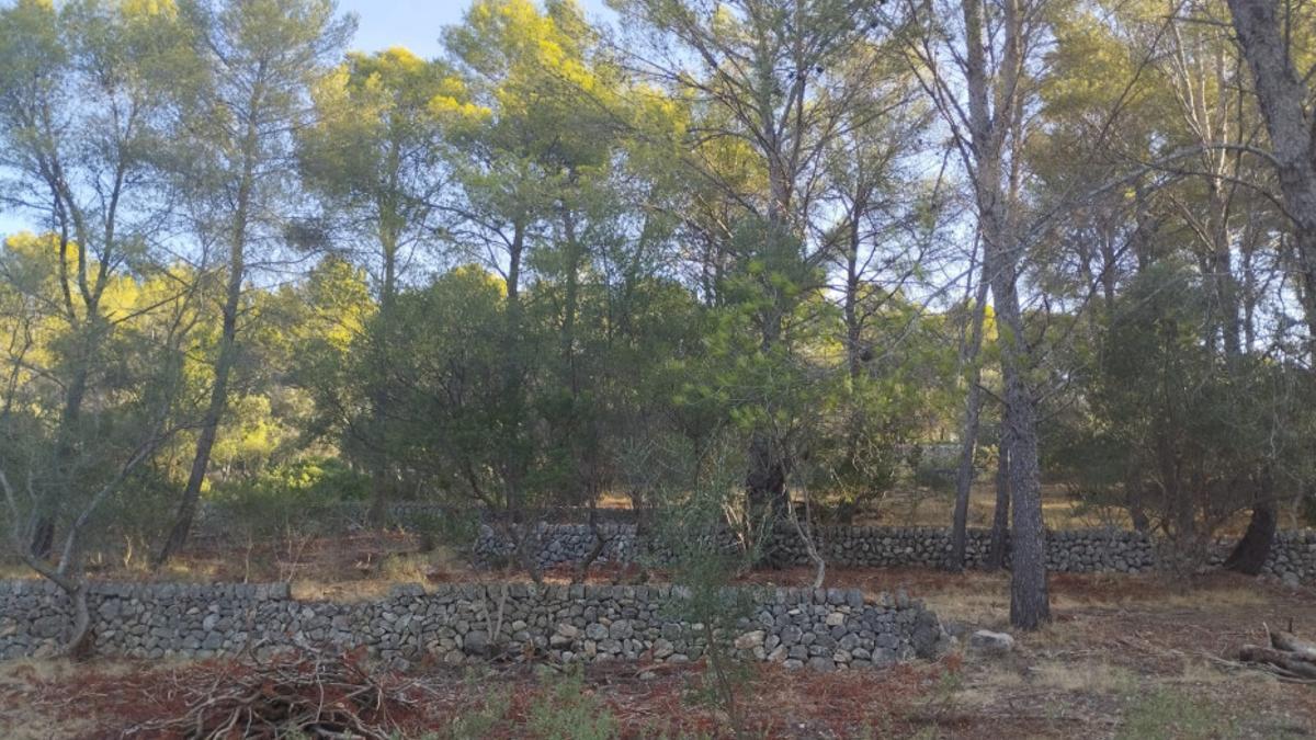 Abren una nueva convocatoria de ayudas para la prevención de incendios.