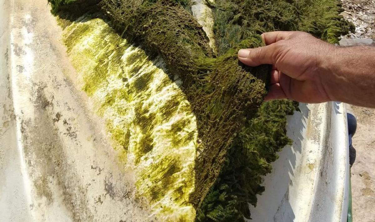 Una capa tupida del alga batophora cubre el casco 
de una lancha auxiliar en s’Estany des Peix. | PILAR MARTÍNEZ
