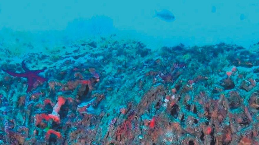 Fort d’en Moreu. Parc Nacional de Cabrera. Xarxa d’arrossegament en escull coral·ligen.