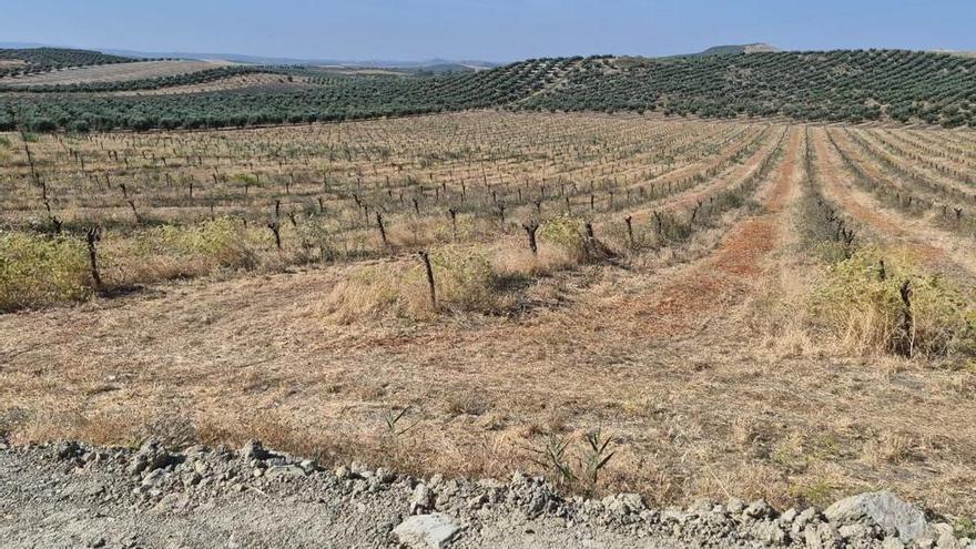 Asaja Córdoba prevé una cosecha de almendra un 30% superior,
