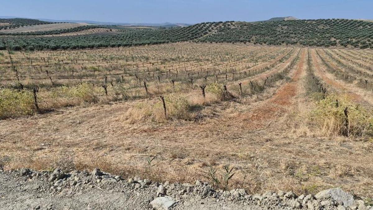 Almendros cortados, en una imagen cedida por Asaja.