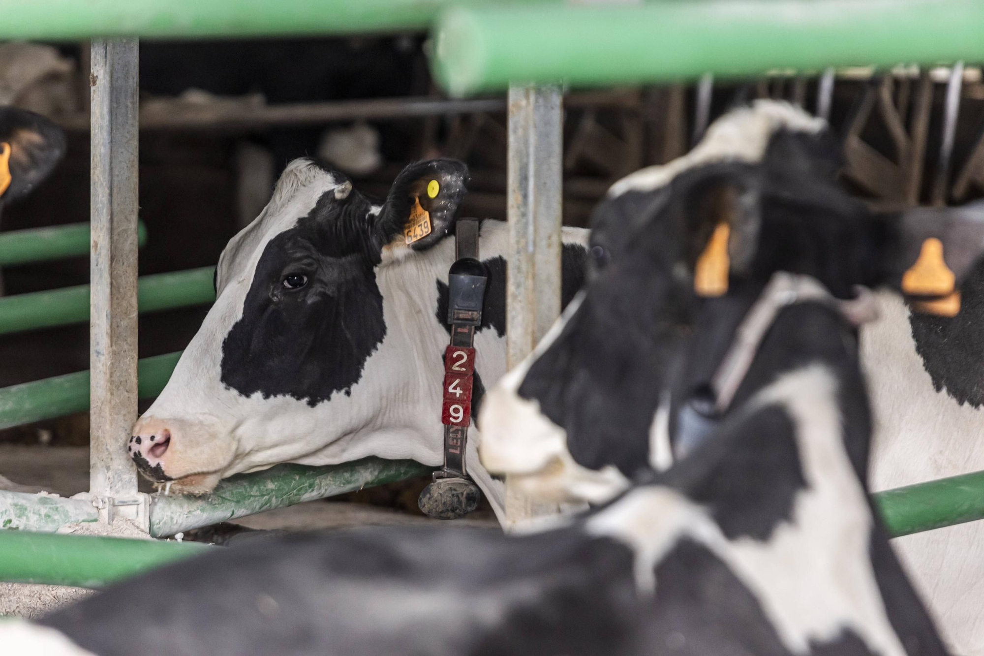 En imágenes | Un viaje por el drama de las vacas de Tineo