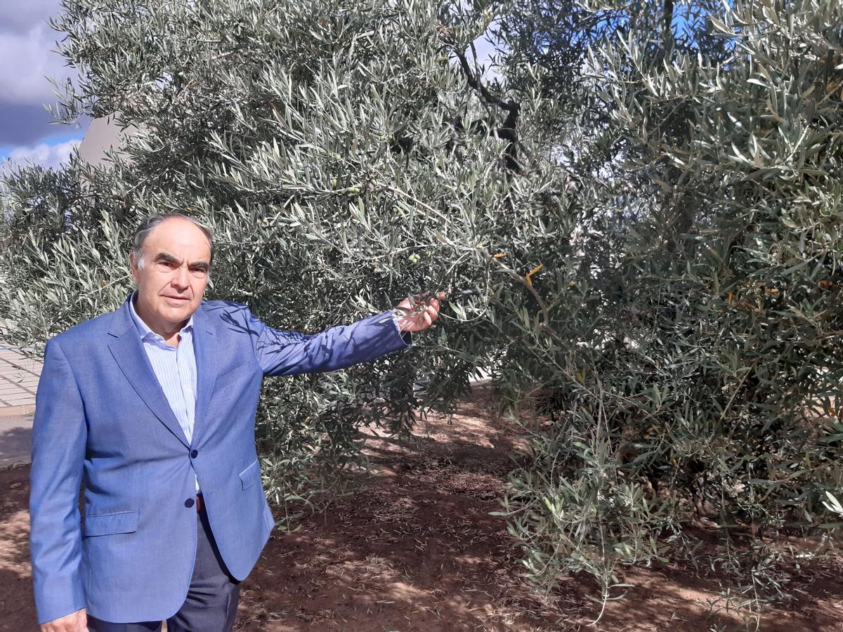 Antonio Luque, presidente de Dcoop.