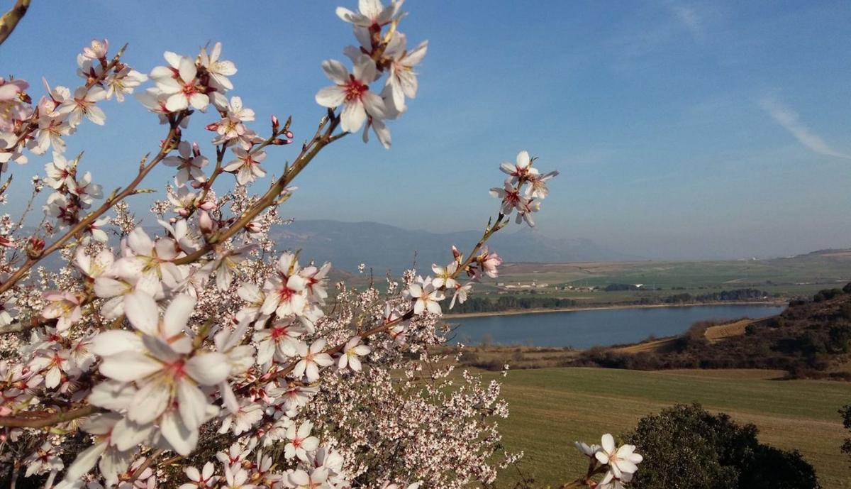 Almendros en flor con el pantano de Las Navas al fondo, uno de los paisajes de los que se podrá disfrutar.  | CD PALANTE 