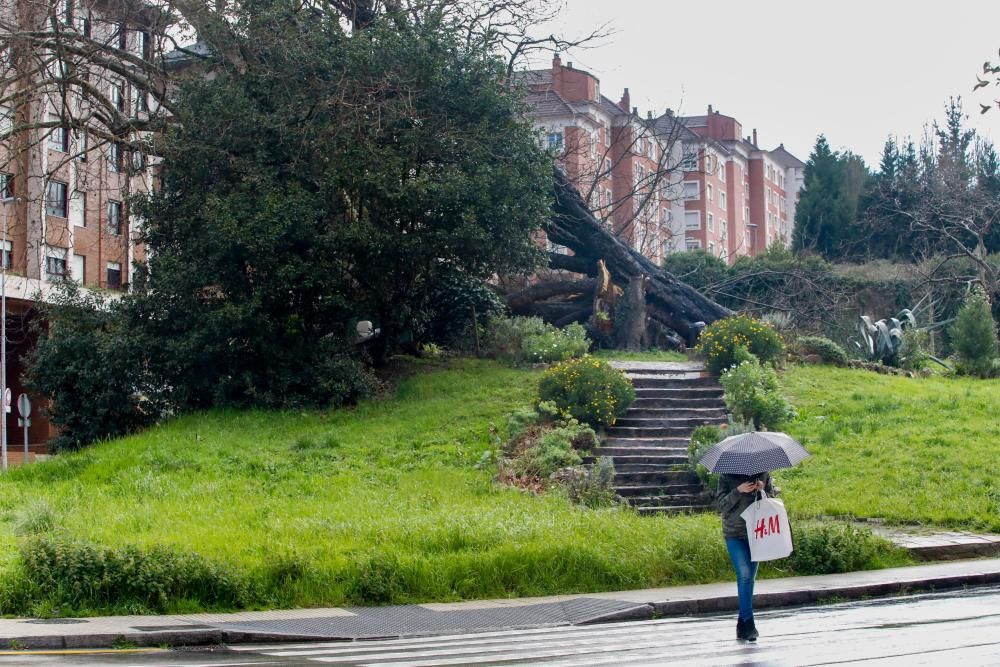 Daños del temporal en Gijón.