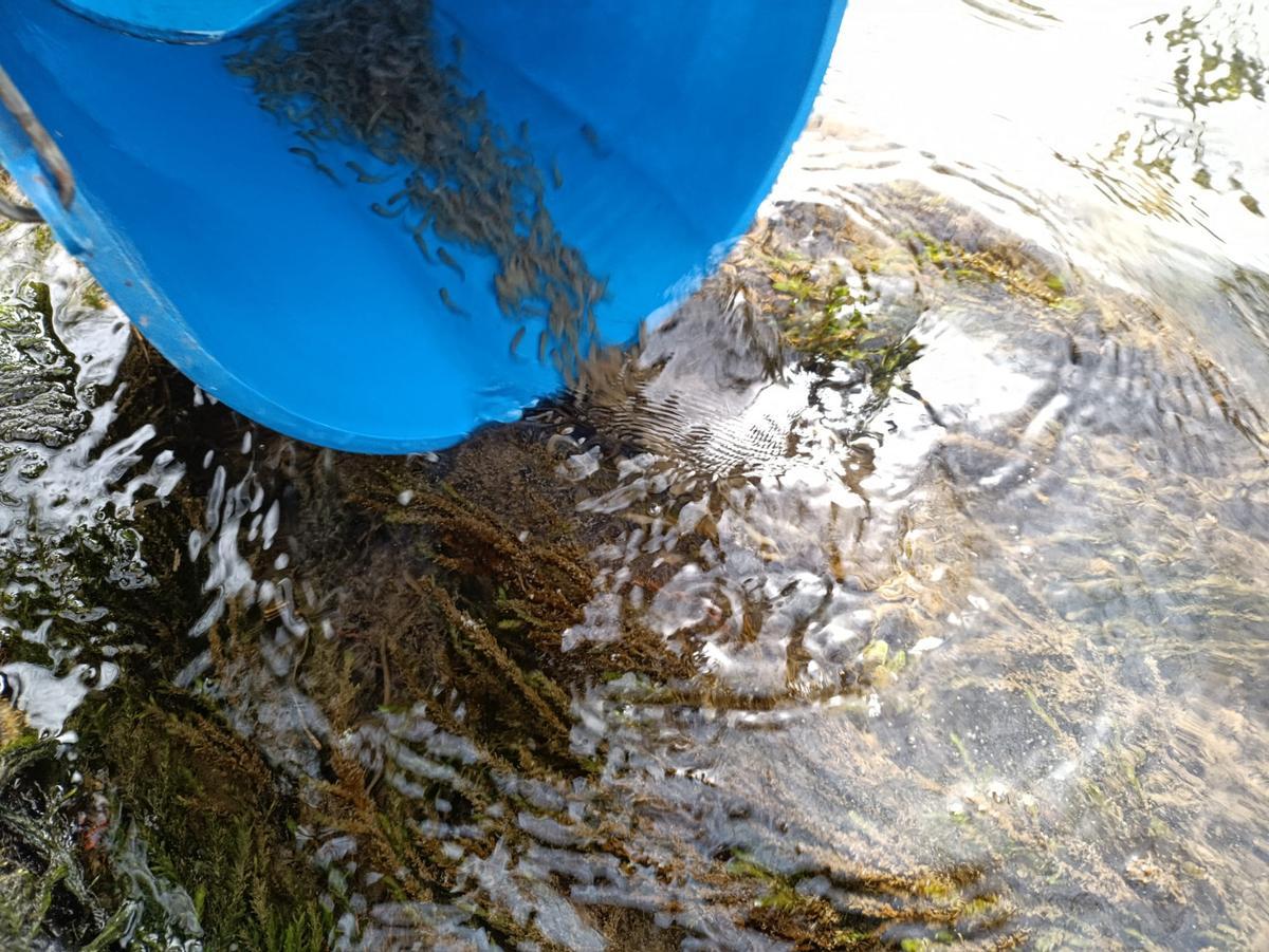 Un instante de la suelta de los alevines de trucha en el río Nonaya, en Salas.