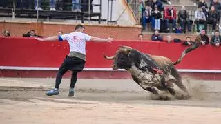 Castellón se llena de toros por Pascua y Sant Vicent: los 13 pueblos que hacen actos taurinos los próximos días