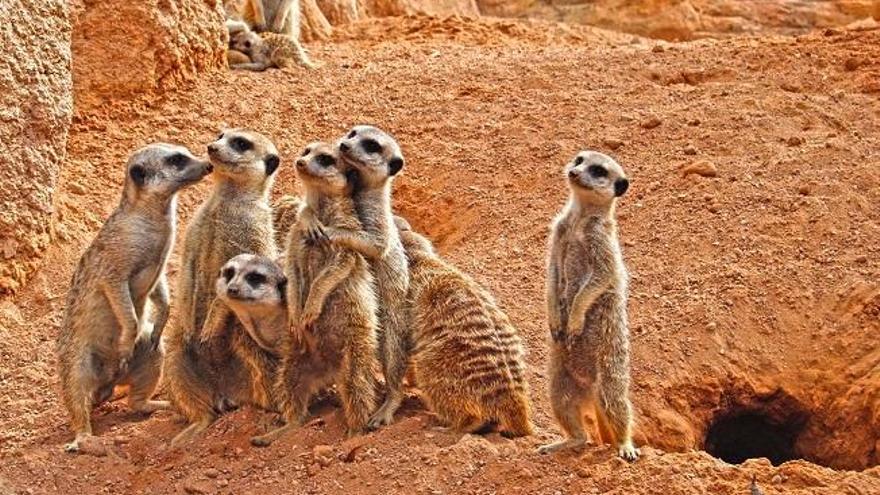 Suricatas en la Sabana de Bioparc Valencia