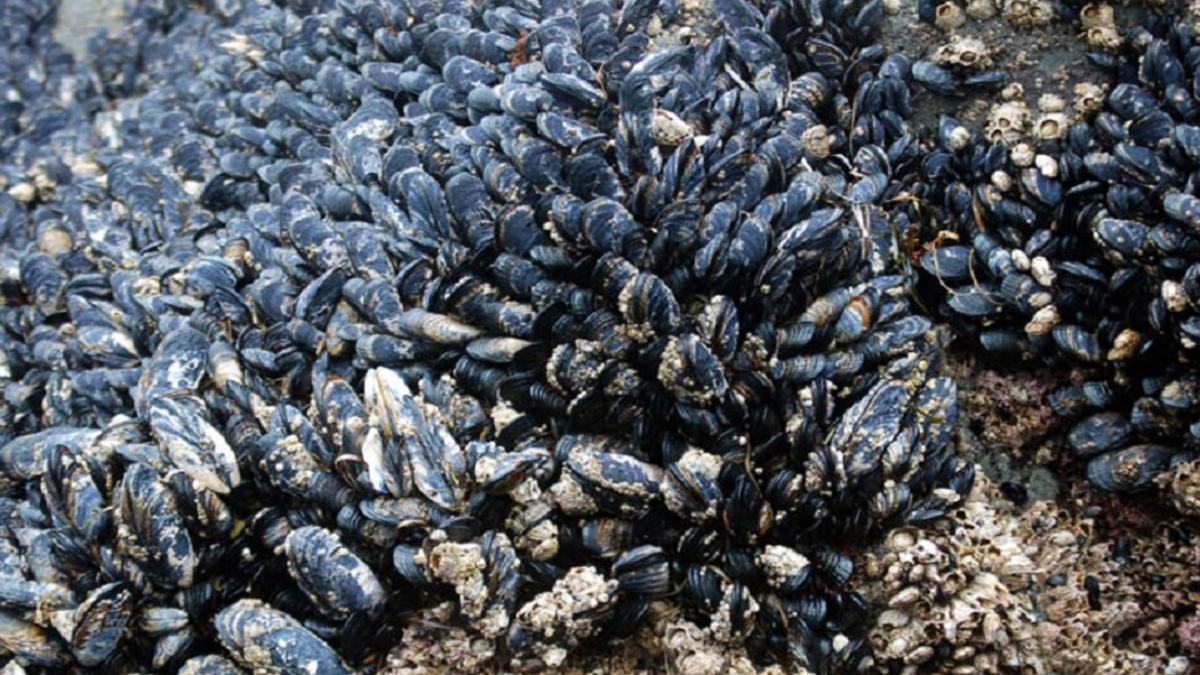 Los mejillones se cocinan solos en una playa de Nueva Zelanda por las altas temperaturas