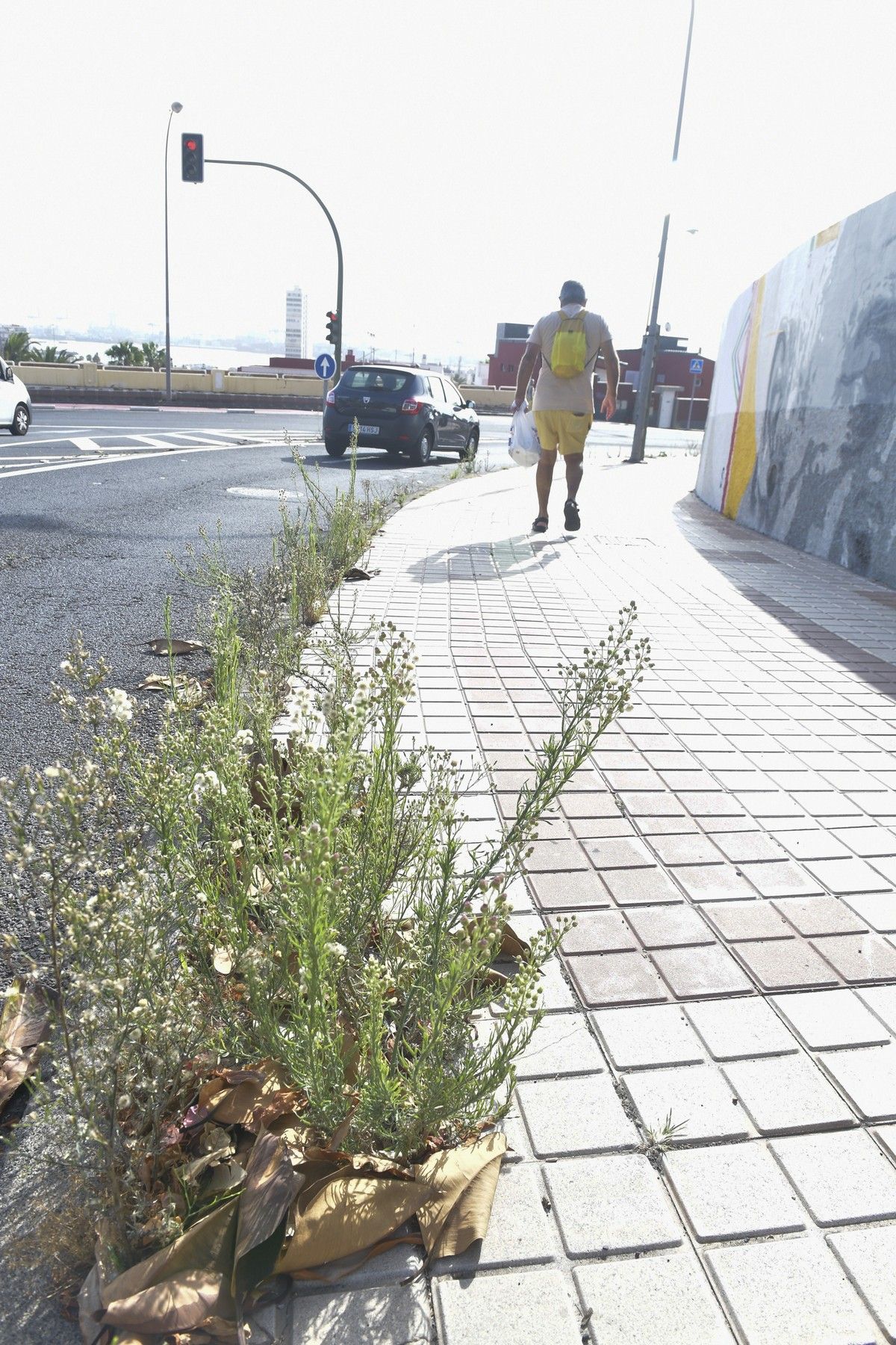 Hierbas en aceras de las calles de Escaleritas