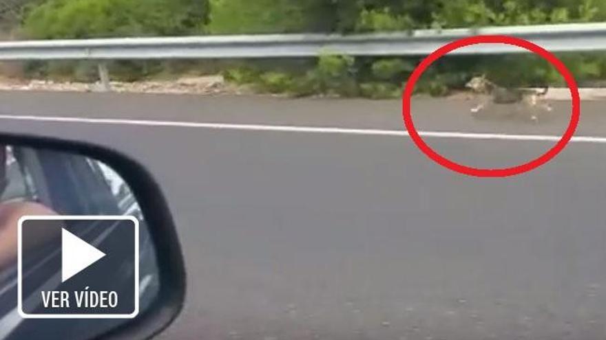 Un Perro Abandonado Persigue El Coche De Su Dueno Hasta La Autovia La Provincia