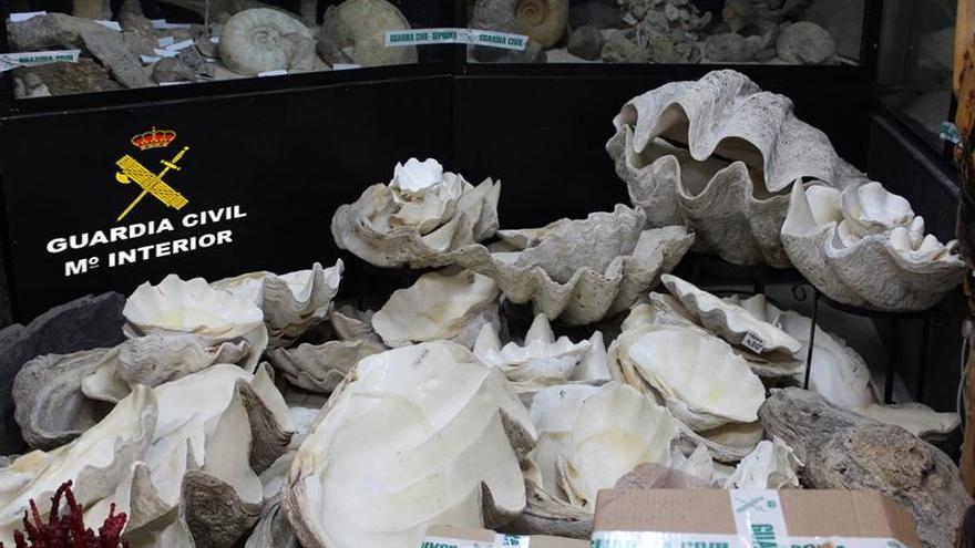 La Guardia Civil se incauta en Vigo de 1.300 fósiles, corales y especies de fauna protegidas