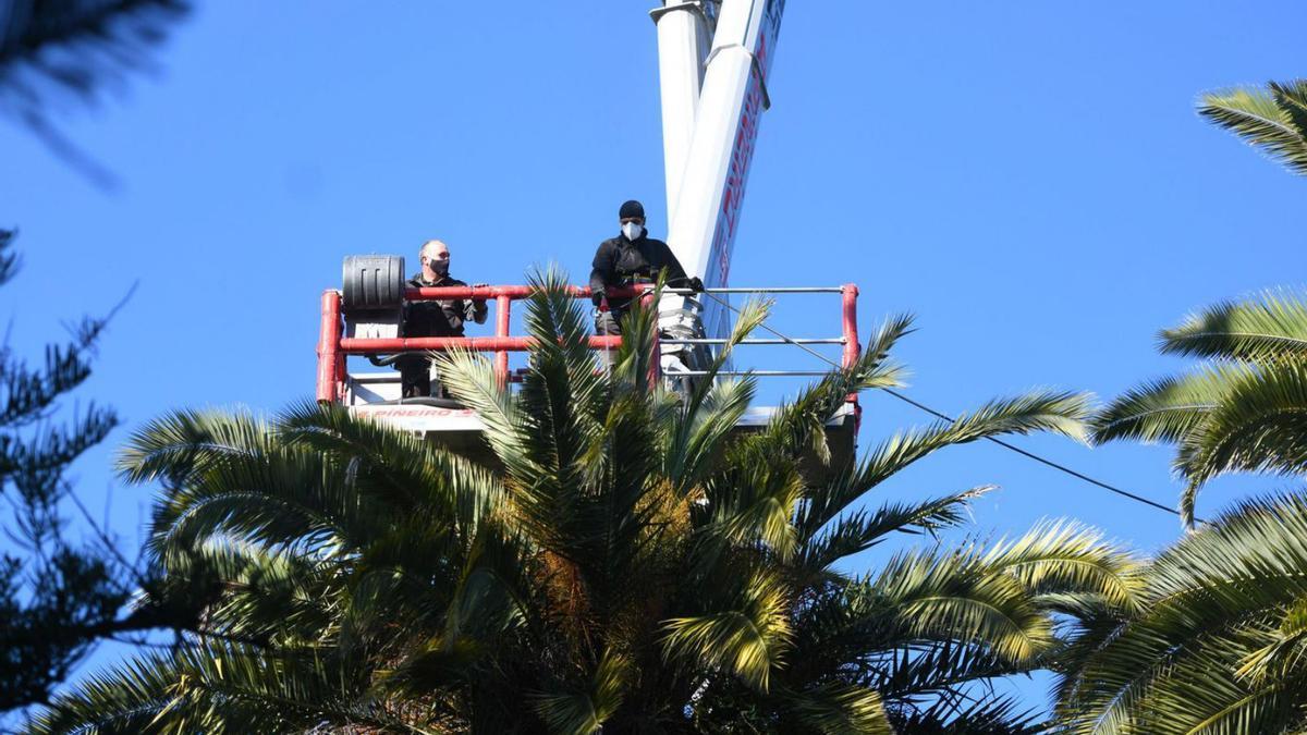 Especialistas tratando una palmera contra el picudo rojo en Sanxenxo. |   // FARO