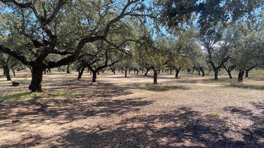 El PSOE pide recuperar de manera "urgente" el Parque Periurbano de Tres Arroyos de Badajoz tras su incendio en verano