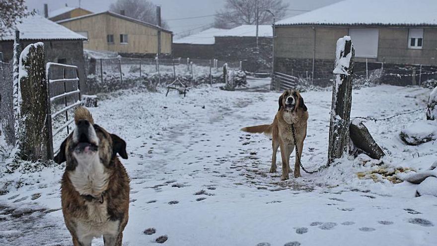 Perros sobre la nieve, en Montederramo.   | // BRAIS LORENZO