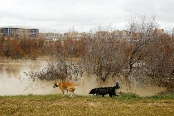 Fotogalería: Crecida en el río Ebro