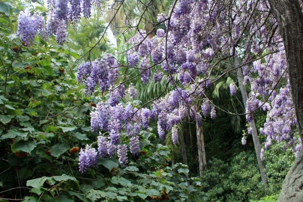 Floración en el Jardín de La Concepción.