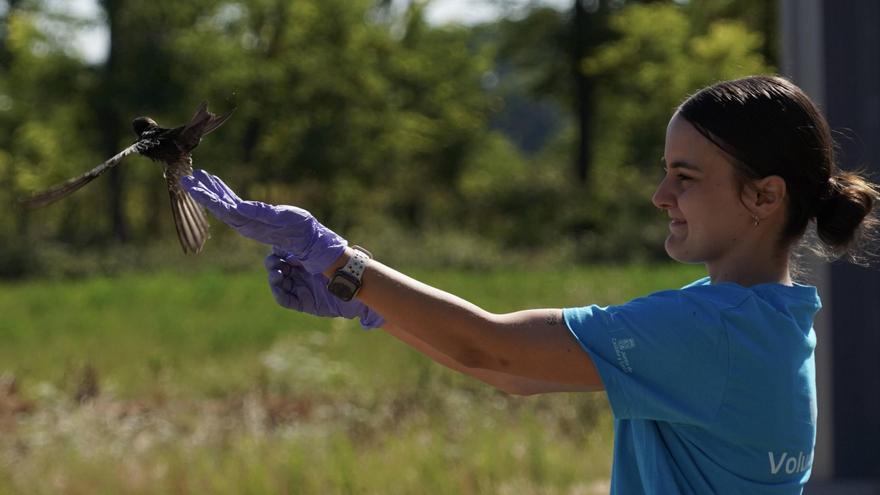 ¿Estás interesado en trabajar como voluntario ayudando a aves silvestres en Zamora? La Junta abre el plazo para este verano
