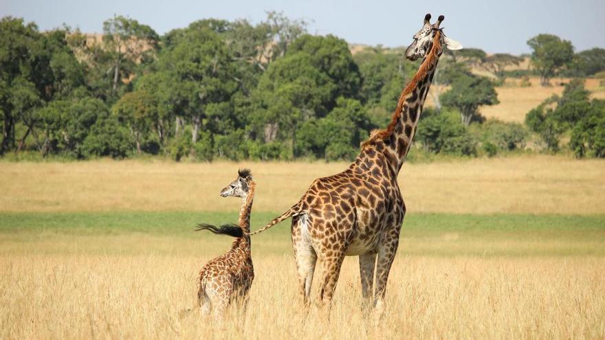 Las jirafas, más amenazadas de lo que se pensaba a causa de la endogamia